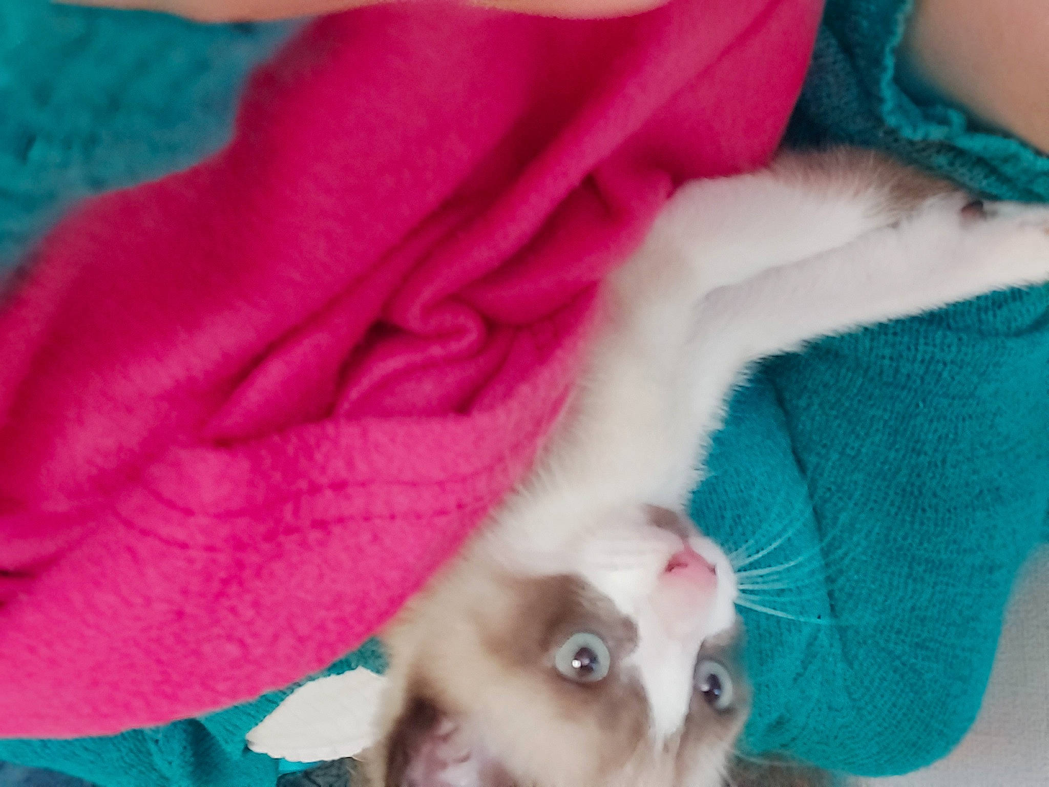 Missy participe au concours pour gagner de l'argent avec cette photo : blue, carnivore, cat, ear, fawn, felidae, fur, kitten, pink, ragdoll, skin, small_to_medium_sized_cats, turquoise, whiskers