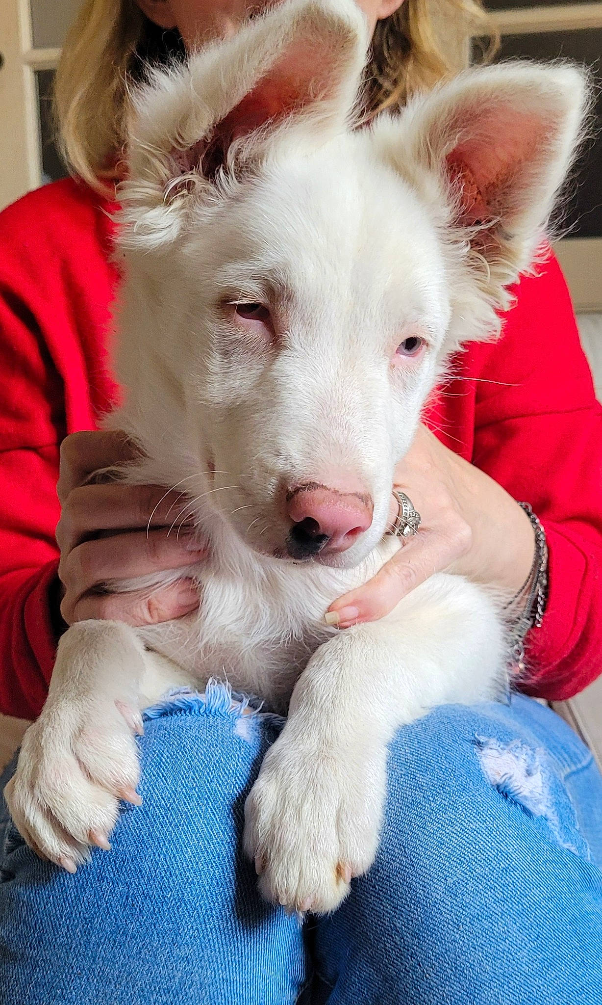 Bandi a rejoint le concours — aidez-le/la à gagner de superbes lots ! canidae, carnivore, companion_dog, dog, dog_breed, ear, event, fawn, flesh, fur, gesture, happy, non_sporting_group, paw, snout, sporting_group, whiskers, working_animal