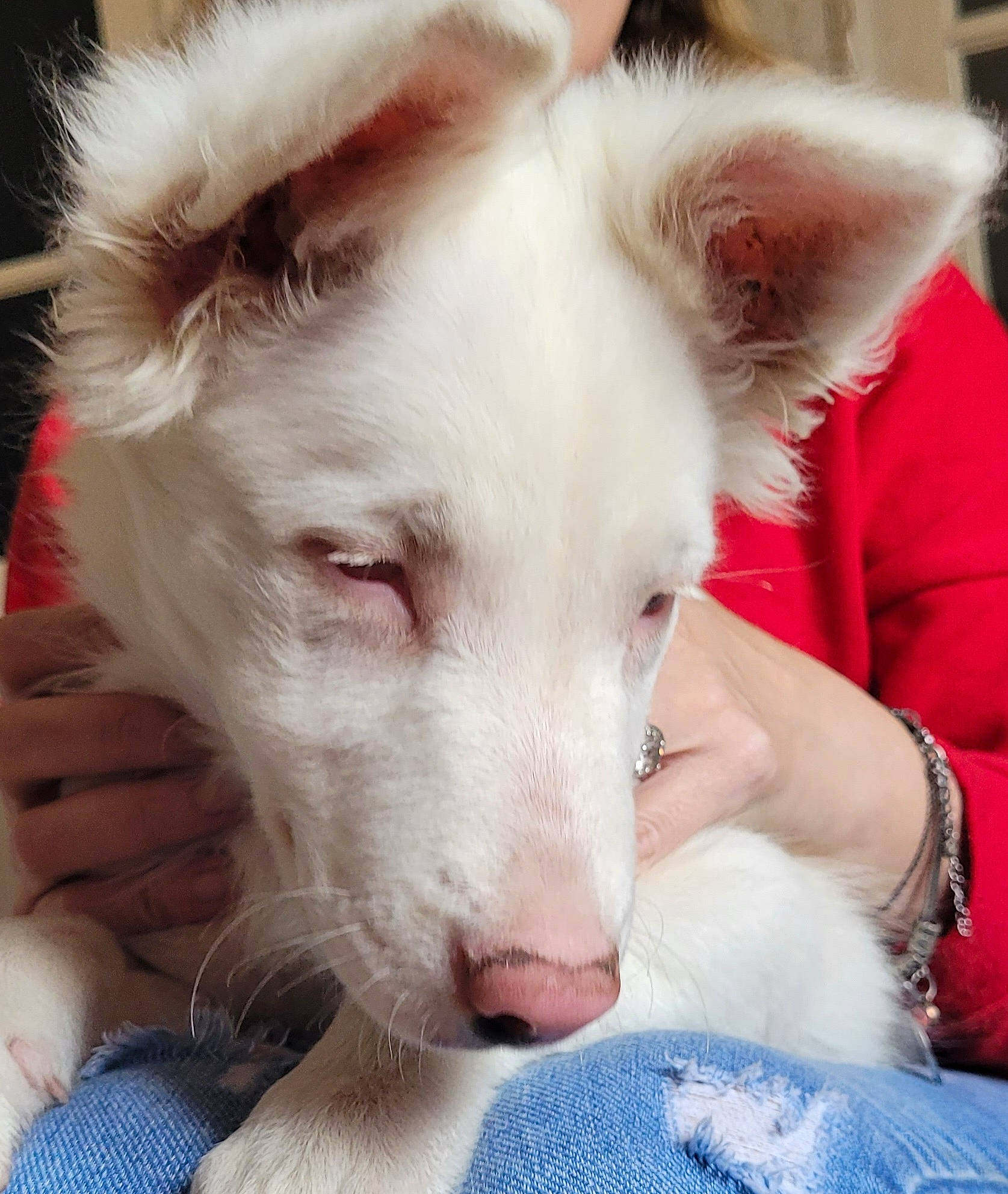 Bandi participe au concours pour gagner de l'argent avec cette photo : ancient_dog_breeds, canidae, carnivore, comfort, companion_dog, dog, dog_breed, ear, fawn, flesh, fur, happy, mammal, non_sporting_group, paw, snout, sporting_group, toy_dog, whiskers