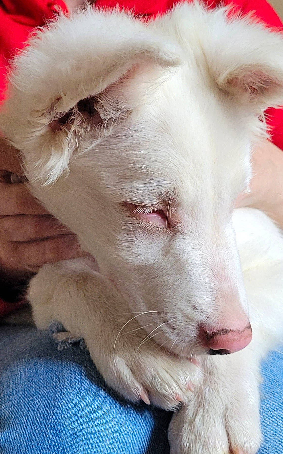 Bandi participe au concours pour gagner de l'argent avec cette photo : canidae, carnivore, companion_dog, dog, dog_breed, dogo_argentino, ear, eye, eyelash, fawn, felidae, fur, no_expression, non_sporting_group, paw, small_to_medium_sized_cats, snout, sporting_group, whiskers, working_animal