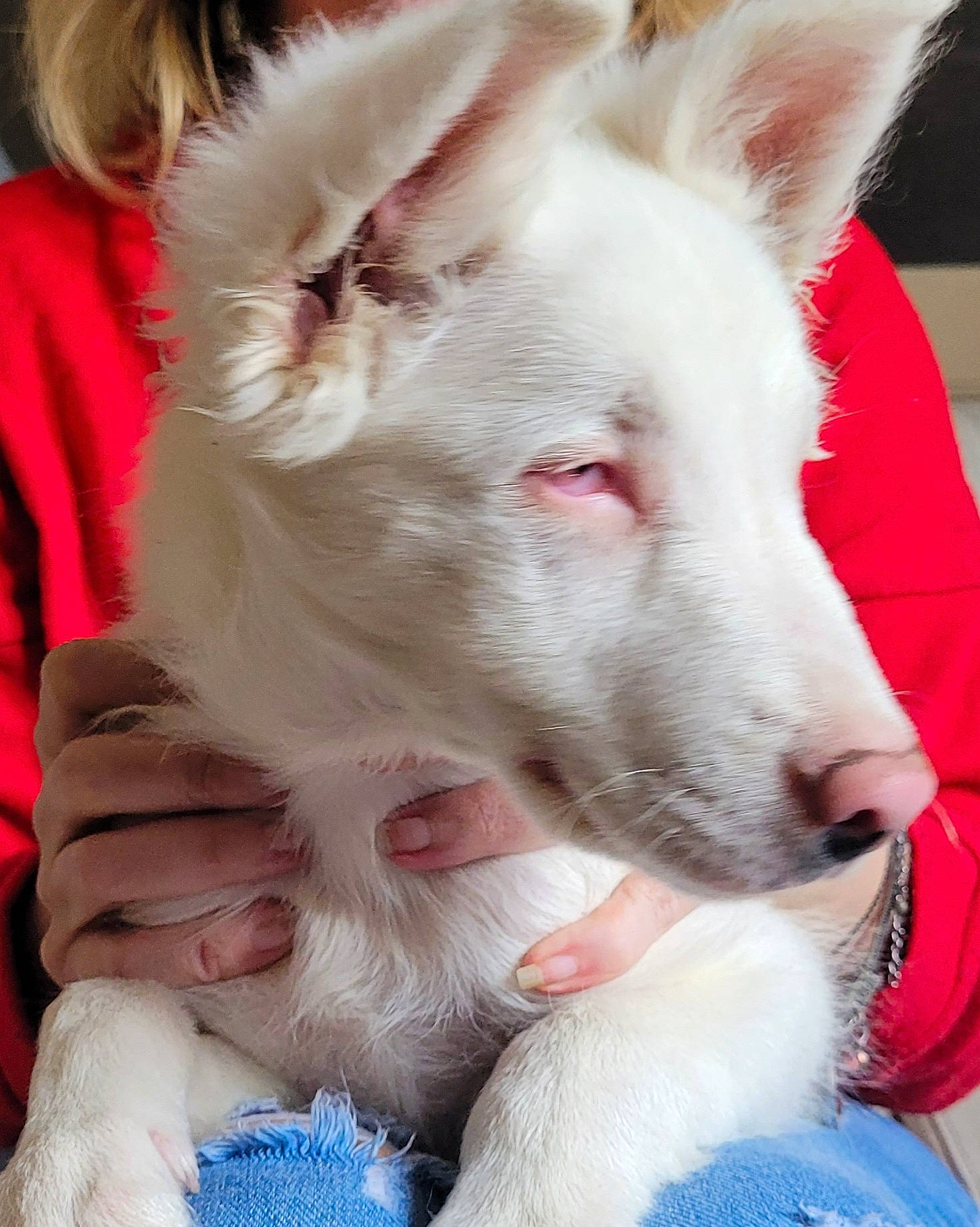 Bandi participe au concours pour gagner de l'argent avec cette photo : blue, canidae, carnivore, collar, comfort, companion_dog, dog, dog_breed, ear, fawn, foot, fur, mammal, pink, snout, sporting_group, texas_heeler, whiskers, white, working_animal