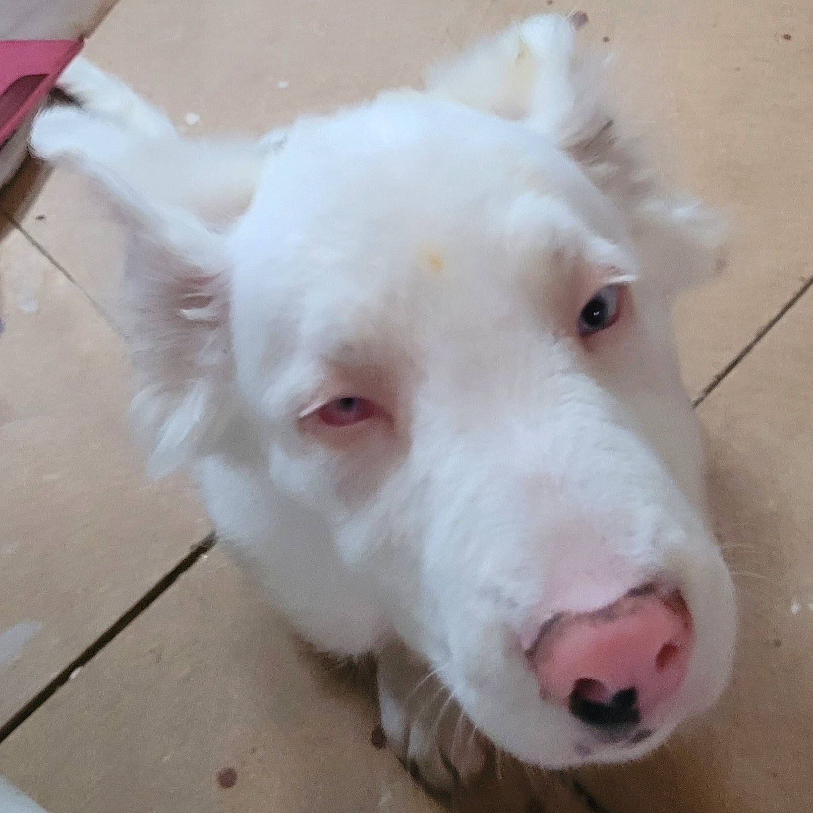 Bandi a rejoint le concours — aidez-le/la à gagner de superbes lots ! canidae, carnivore, companion_dog, dog, dog_breed, ear, eye, fawn, flooring, fur, ingredient, jaw, livestock, pet_supply, snout, sporting_group, tail, terrestrial_animal, whiskers, working_animal