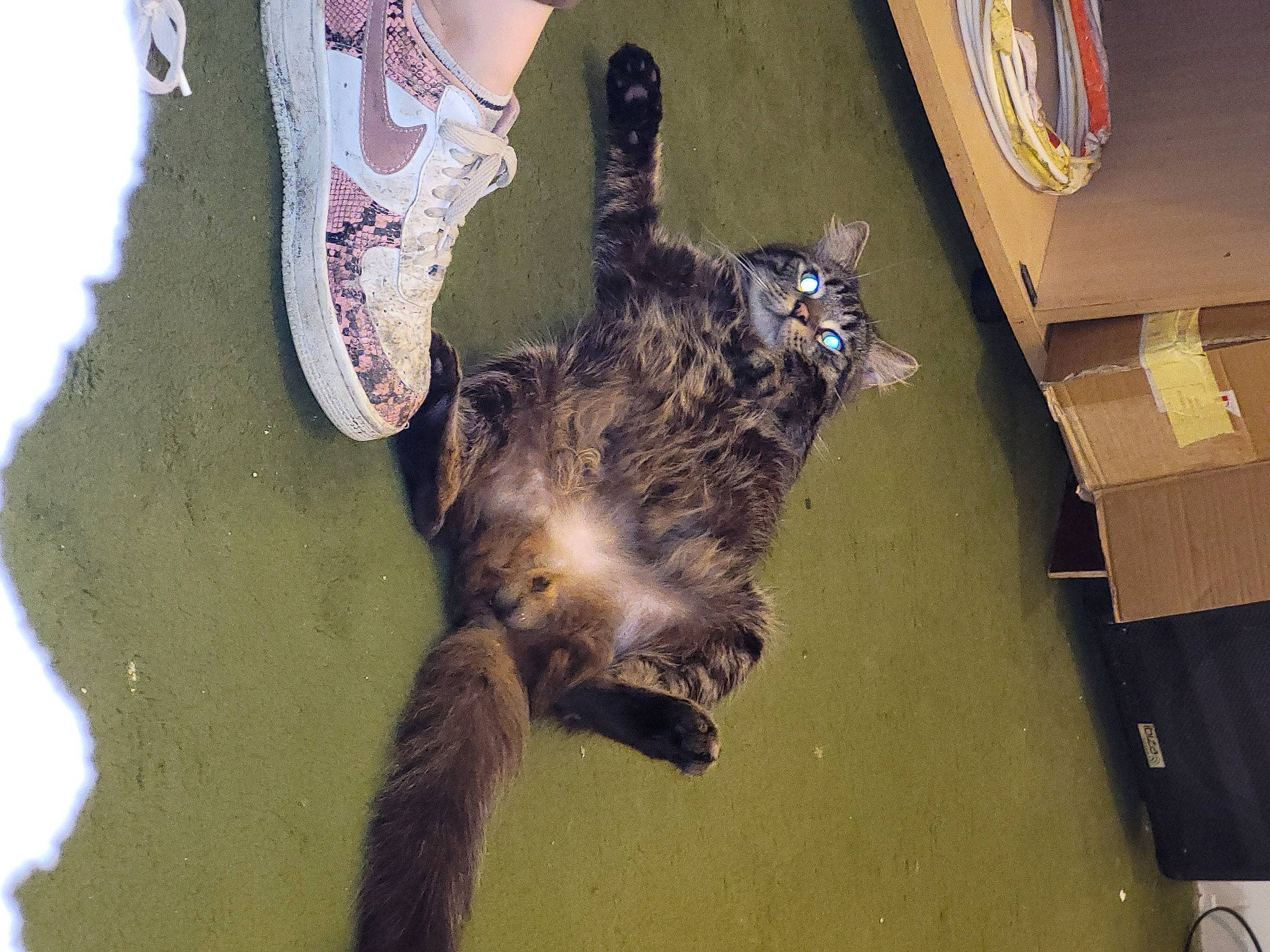 Diego a rejoint le concours — aidez-le/la à gagner de superbes lots ! beak, box, carnivore, claw, dog_breed, domestic_short_haired_cat, feather, felidae, flooring, foot, fur, mustelidae, paw, shipping_box, small_to_medium_sized_cats, sporting_group, tail, terrestrial_animal, whiskers, wood