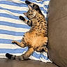 cat, tabby, towel, striped, brown_leather, couch, pet, relaxed, sprawled, fur, whiskers, paws, indoor, cute, animal, domestic, resting, fluffy, playful, striped_fur