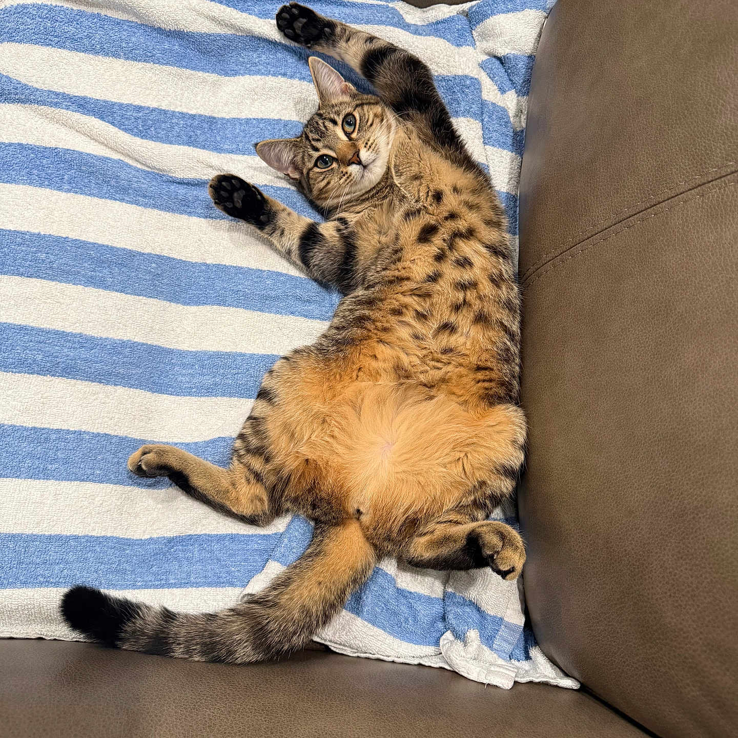 Mya