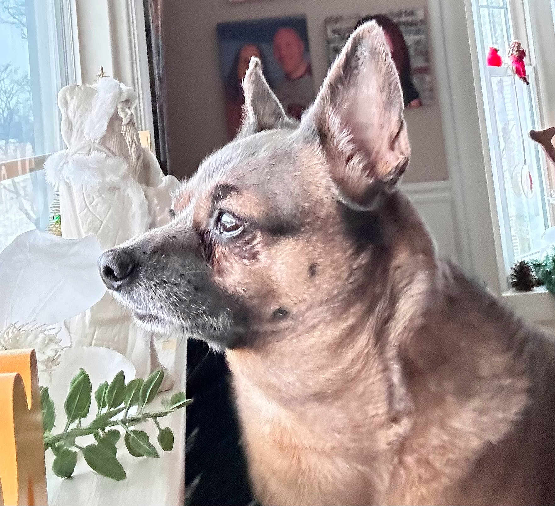 Pho is registered to the contest to win money with this photo: dog, pet, chihuahua, side_profile, close_up, indoor, window, ears, nose, fur, whiskers, gaze, portrait, figurine, holiday_decor, plant, table, home_interior, decor, portrait_photo