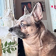 Sharon Tobin is registered to the contest to win money with this photo: dog, pet, chihuahua, side_profile, close_up, indoor, window, ears, nose, fur, whiskers, gaze, portrait, figurine, holiday_decor, plant, table, home_interior, decor, portrait_photo