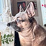 dog, pet, chihuahua, side_profile, close_up, indoor, window, ears, nose, fur, whiskers, gaze, portrait, figurine, holiday_decor, plant, table, home_interior, decor, portrait_photo