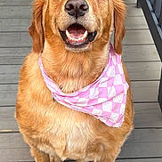 Charley is registered to the contest to win money with this photo: dog, golden_retriever, bandana, pink, smiling, pet, canine, outdoor, wooden_deck, fence, happy, portrait, sitting, animal, friendly, cute, fur, ears, mouth_open, tongue_not_visible