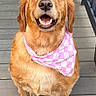 dog, golden_retriever, bandana, pink, smiling, pet, canine, outdoor, wooden_deck, fence, happy, portrait, sitting, animal, friendly, cute, fur, ears, mouth_open, tongue_not_visible