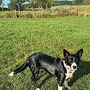 Nelly a rejoint le concours — aidez-le/la à gagner de superbes lots ! dog, black_and_white, grass, field, trees, sky, outdoor, collar, pet, canine, nature, daylight, animal, fence, rural, ears_up, alert, greenery, landscape, sunny