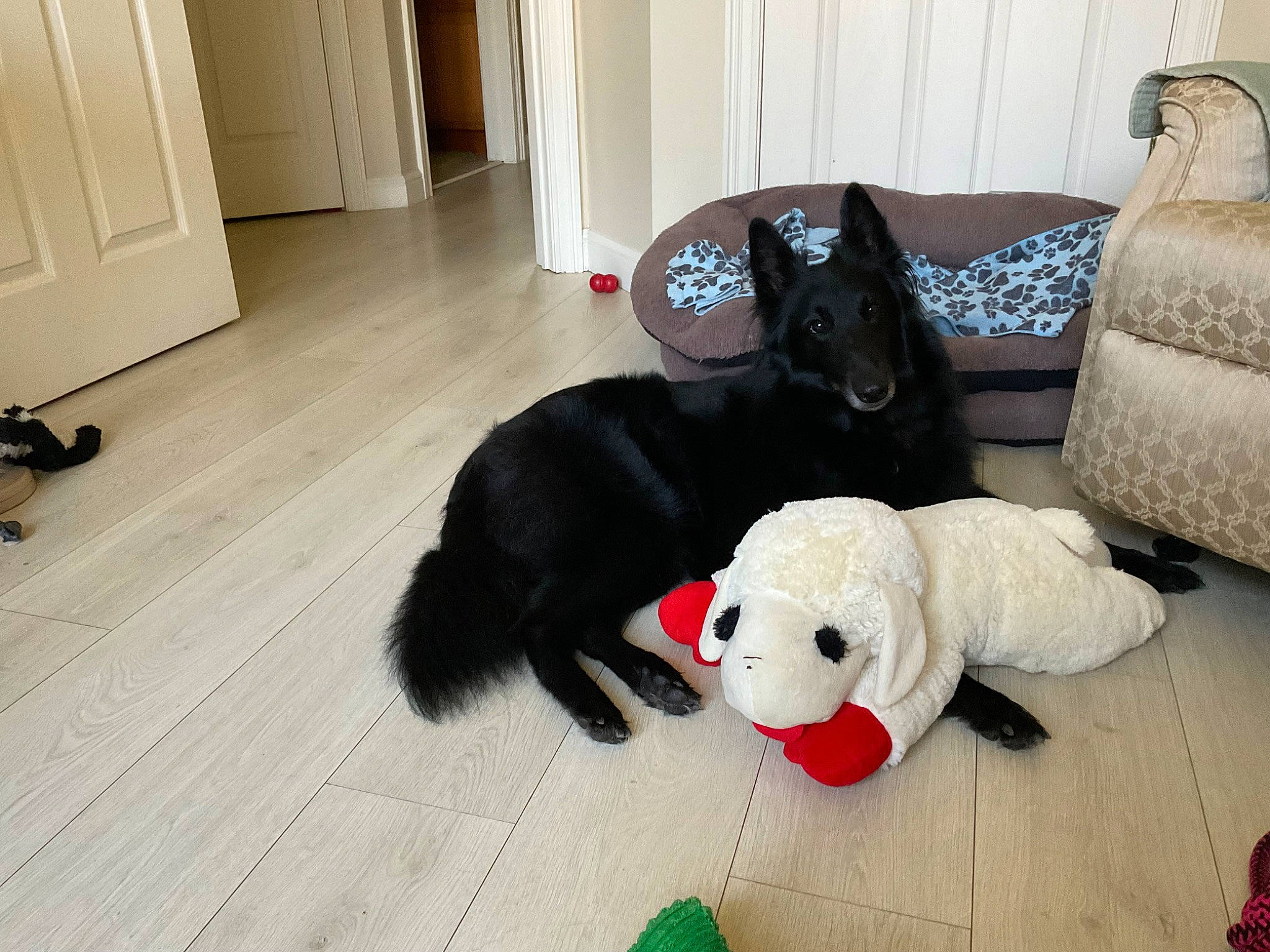 Faith is registered to the contest to win money with this photo: black, carnivore, comfort, companion_dog, couch, dog, dog_breed, dog_supply, door, floor, flooring, hardwood, mammal, pet_supply, plush, studio_couch, stuffed_toy, toy, wood, working_animal