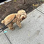 dog, curly_fur, leash, sidewalk, tree, dirt_patch, car_tire, autumn_leaves, outdoor, pet, canine, walking, brown_fur, curious, urban, street, daylight, animal, companion, parked_car