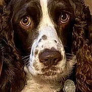 Molly joined the competition — help win amazing prizes! dog, close_up, brown_and_white, curly_fur, pet, animal, face, expressive_eyes, indoor, leather_background, portrait, mammal, canine, fur, whiskers, nose, ears, collar, resting, looking