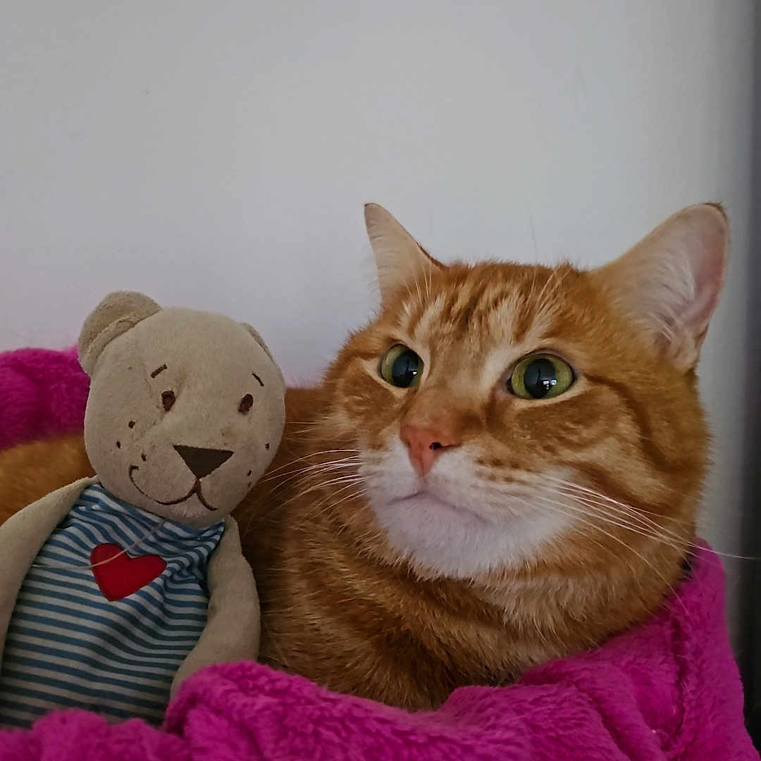 Michicha participe au concours pour gagner de l'argent avec cette photo : animal, cat, comfort, cozy, cute, feline, heart, indoor, orange_tabby, pet, pink_blanket, plush_toy, relaxation, resting, snuggling, soft_texture, striped_clothing, stuffed_toy, teddy_bear, warm