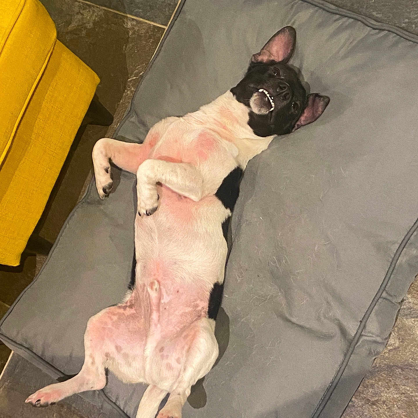 Bobby participe au concours pour gagner de l'argent avec cette photo : dog, black_and_white, lying_down, pet_bed, cushion, indoor, floor, yellow_chair, stone_floor, playful, happy, canine, animal, relaxed, ears_up, belly_up, cute, smiling, domestic_animal, resting