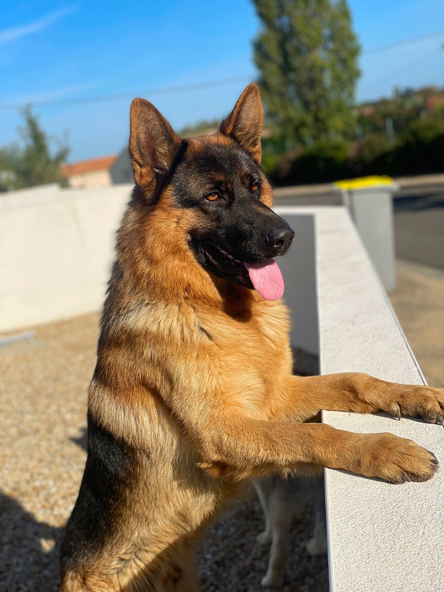 Ranger a rejoint le concours — aidez-le/la à gagner de superbes lots ! belgian_shepherd_malinois, canidae, carnivore, cloud, collar, dog, dog_breed, east_european_shepherd, fur, german_shepherd_dog, herding_dog, king_shepherd, old_german_shepherd_dog, sky, sporting_group, terrestrial_animal, tree, wildlife, working_dog