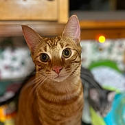 Tigger is registered to the contest to win money with this photo: cat, orange_tabby, indoor, curious, pet, animal, feline, closeup, portrait, domestic_cat, whiskers, ears, eyes, face, fur, tabby_pattern, home, background_blur, two_cats, soft_lighting