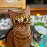 cat, orange_tabby, indoor, curious, pet, animal, feline, closeup, portrait, domestic_cat, whiskers, ears, eyes, face, fur, tabby_pattern, home, background_blur, two_cats, soft_lighting