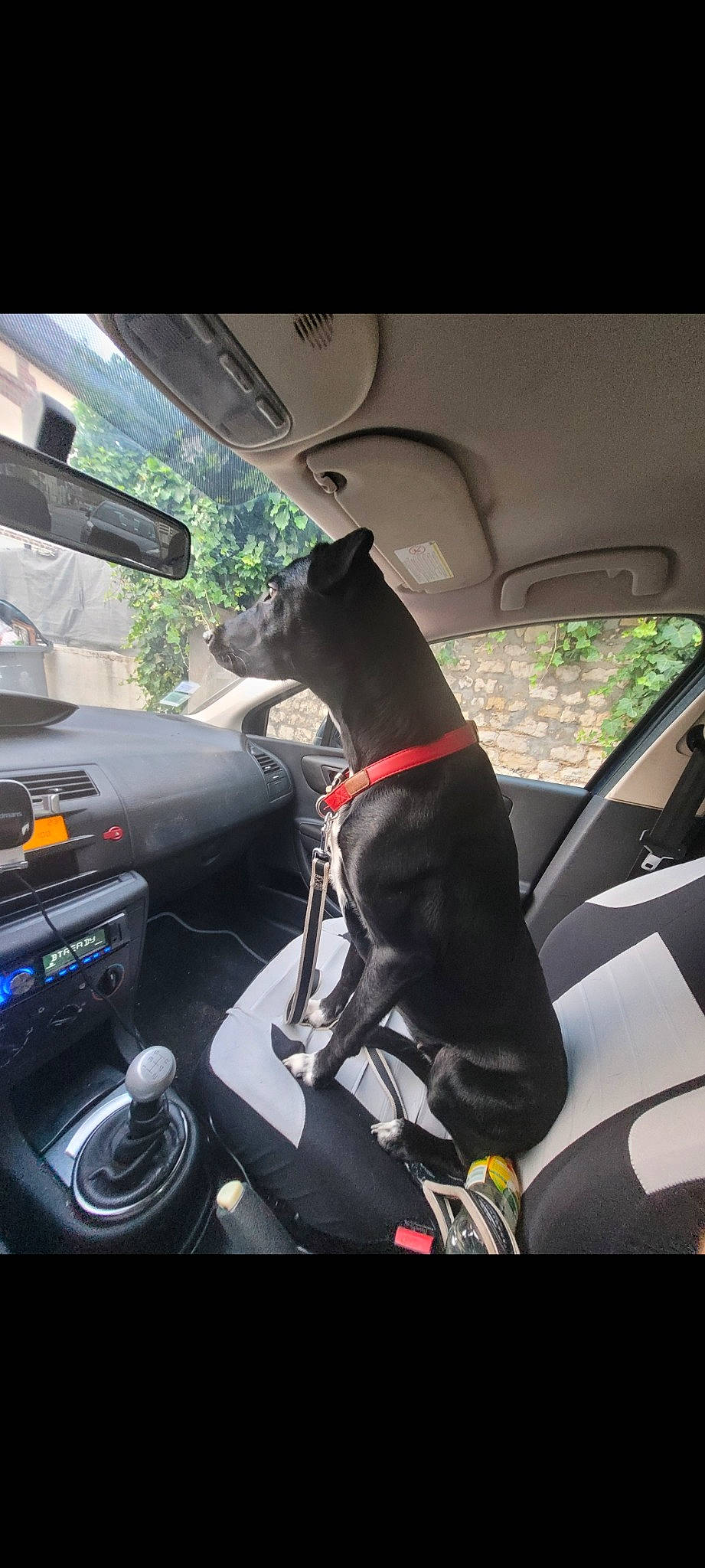 Kira a rejoint le concours — aidez-le/la à gagner de superbes lots ! auto_part, automotive_design, automotive_exterior, automotive_lighting, automotive_mirror, car, car_seat_cover, carnivore, dog, dog_breed, mode_of_transport, motor_vehicle, personal_luxury_car, plant, snout, steering_part, steering_wheel, vehicle, vehicle_door, windshield