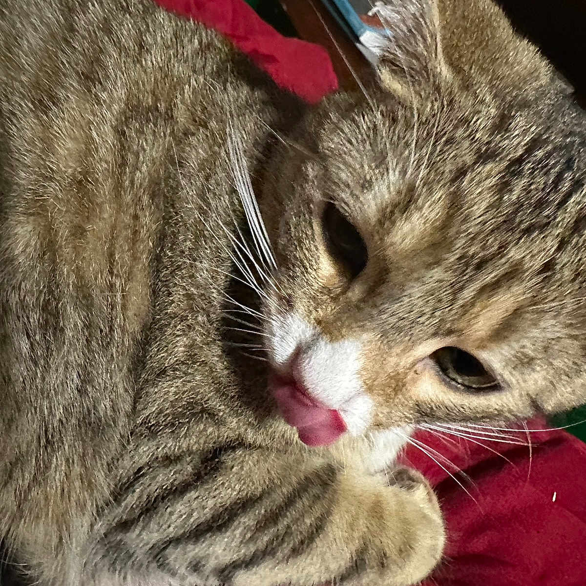 Jellyfish is registered to the contest to win money with this photo: abyssinian, angora, animal, bodypart, cat, couch, face, furniture, head, kitten, manx, mouth, person, pet, photography, portrait, selfie, sleeping, teeth, tongue