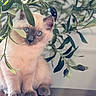animal, blue_eyes, cat, close_up, cute, ears, fluffy, fur, indoor, kitten, leaves, natural_light, olive_branches, olive_tree, olives, pet, portrait, sitting, whiskers, wooden_surface