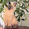 Poupoune a rejoint le concours — aidez-le/la à gagner de superbes lots ! animal, blue_eyes, cat, close_up, cream_fur, cute, fluffy, indoor, kitten, leaves, looking_at_camera, natural_light, olive_branch, olives, plant, pointed_ears, portrait, sitting, whiskers, wooden_table