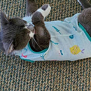 Lotus joined the competition — help win amazing prizes! animal, carpet, cat, colorful_prints, cozy, cute, domestic_animal, ears, feline, gray_cat, grooming, indoor, laying_down, patterned_clothing, paws, pet, relaxed, texture, whiskers, white_paws