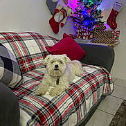 Lily joined the competition — help win amazing prizes! blanket, christmas_tree, couch, cozy, decorations, dog, festive, fur, holiday, holiday_decor, indoor, living_room, pet, pillow, plaid, presents, relaxed, stockings, tile_floor, white_dog