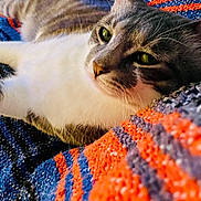 Molly is registered to the contest to win money with this photo: animal, blue, cat, close_up, comfort, cozy, domestic_animal, feline, green_eyes, indoor, lying_down, orange, pet, relaxed, resting, soft_texture, striped_blanket, tabby_cat, whiskers, white_fur