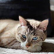 Bouyques participe au concours pour gagner de l'argent avec cette photo : animal, blanket, blue_eyes, cat, close_up, cute, domestic_cat, fur, indoor, laying_down, mammal, pet, portrait, relaxed, resting, sleepy, soft_light, sunlight, texture, whiskers
