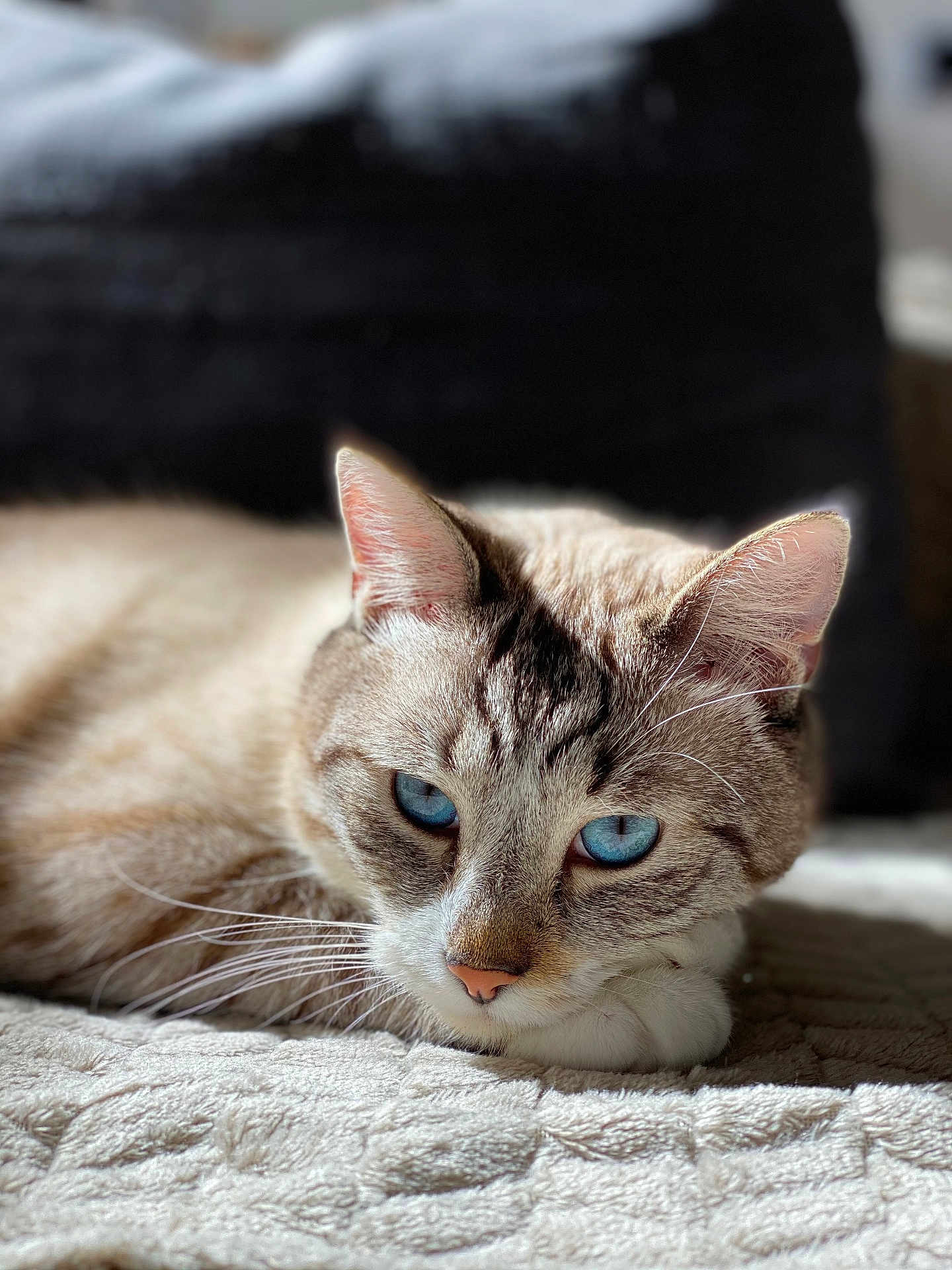 Bouyques participe au concours pour gagner de l'argent avec cette photo : animal, blanket, blue_eyes, cat, close_up, cute, domestic_cat, fur, indoor, laying_down, mammal, pet, portrait, relaxed, resting, sleepy, soft_light, sunlight, texture, whiskers