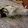 Missy is registered to the contest to win money with this photo: cat, calico_cat, bed, floral_bedspread, plastic_bag, wooden_wall, sign, paws, lying_down, looking_at_camera, indoor, pet, animal, feline, cute, resting, curious, fur, whiskers, ears