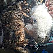 Missy is registered to the contest to win money with this photo: cat, cats, feline, cuddling, sleeping, fluffy, fur, tortoiseshell, calico, chair, indoor, sunlight, window, cozy, pet, animal, resting, cute, domestic, companion