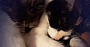 Missy joined the competition — help win amazing prizes! cat, cats, sleeping, snuggling, fur, cozy, pets, animal, night, dark, white, black, tabby, closeup, cute, resting, soft, warm, cuddle, companion