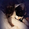 cat, cats, sleeping, snuggling, fur, cozy, pets, animal, night, dark, white, black, tabby, closeup, cute, resting, soft, warm, cuddle, companion