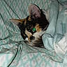 Missy joined the competition — help win amazing prizes! cat, calico, blanket, cozy, pet, animal, fur, ears, whiskers, resting, indoor, cute, sleepy, closeup, face, eyes, soft, texture, comfort, warm