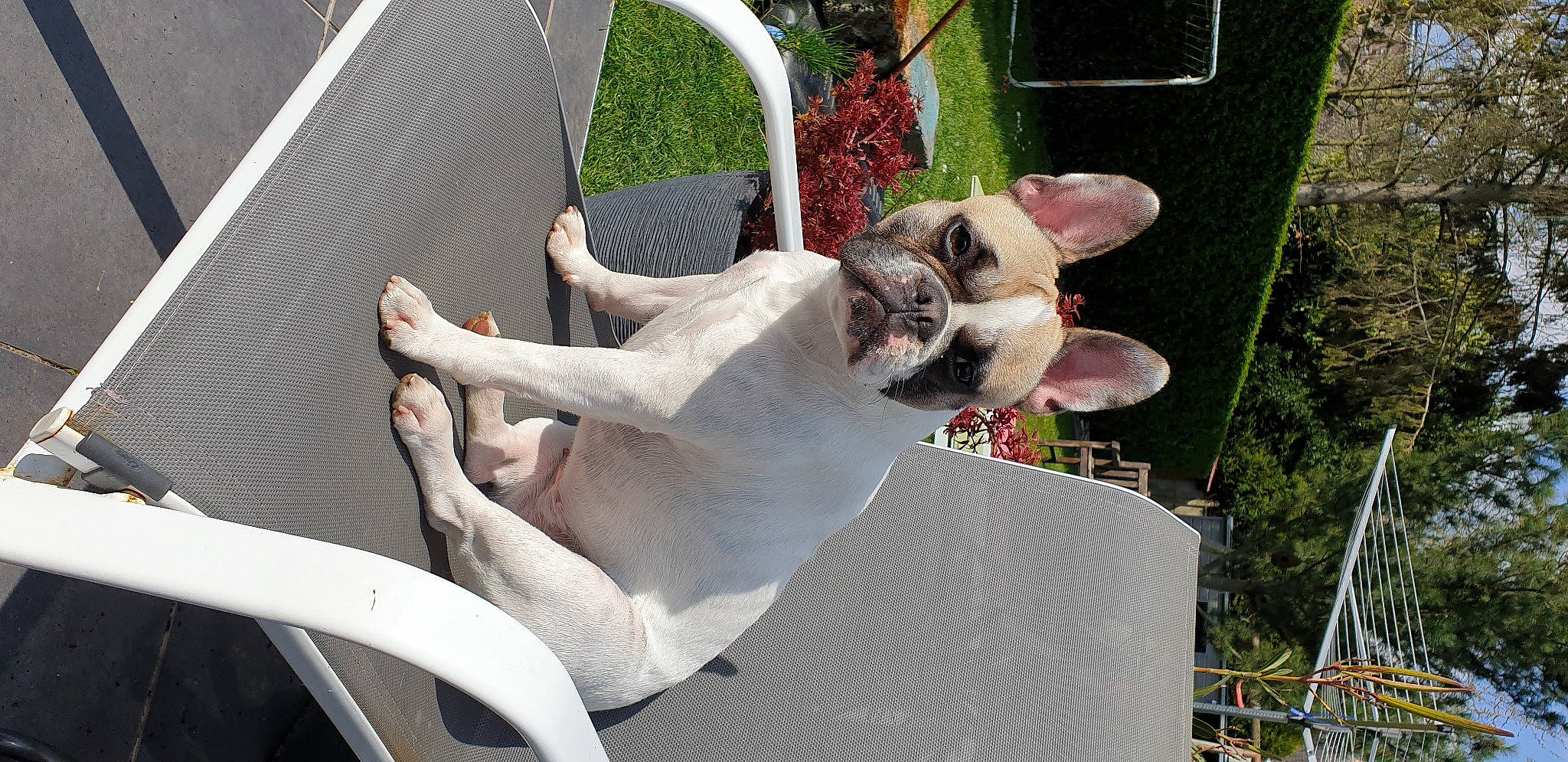 Maya a rejoint le concours — aidez-le/la à gagner de superbes lots ! canidae, carnivore, cat, companion_dog, dog, dog_breed, fawn, felidae, french_bulldog, mammal, non_sporting_group, snout, sporting_group, vertebrate