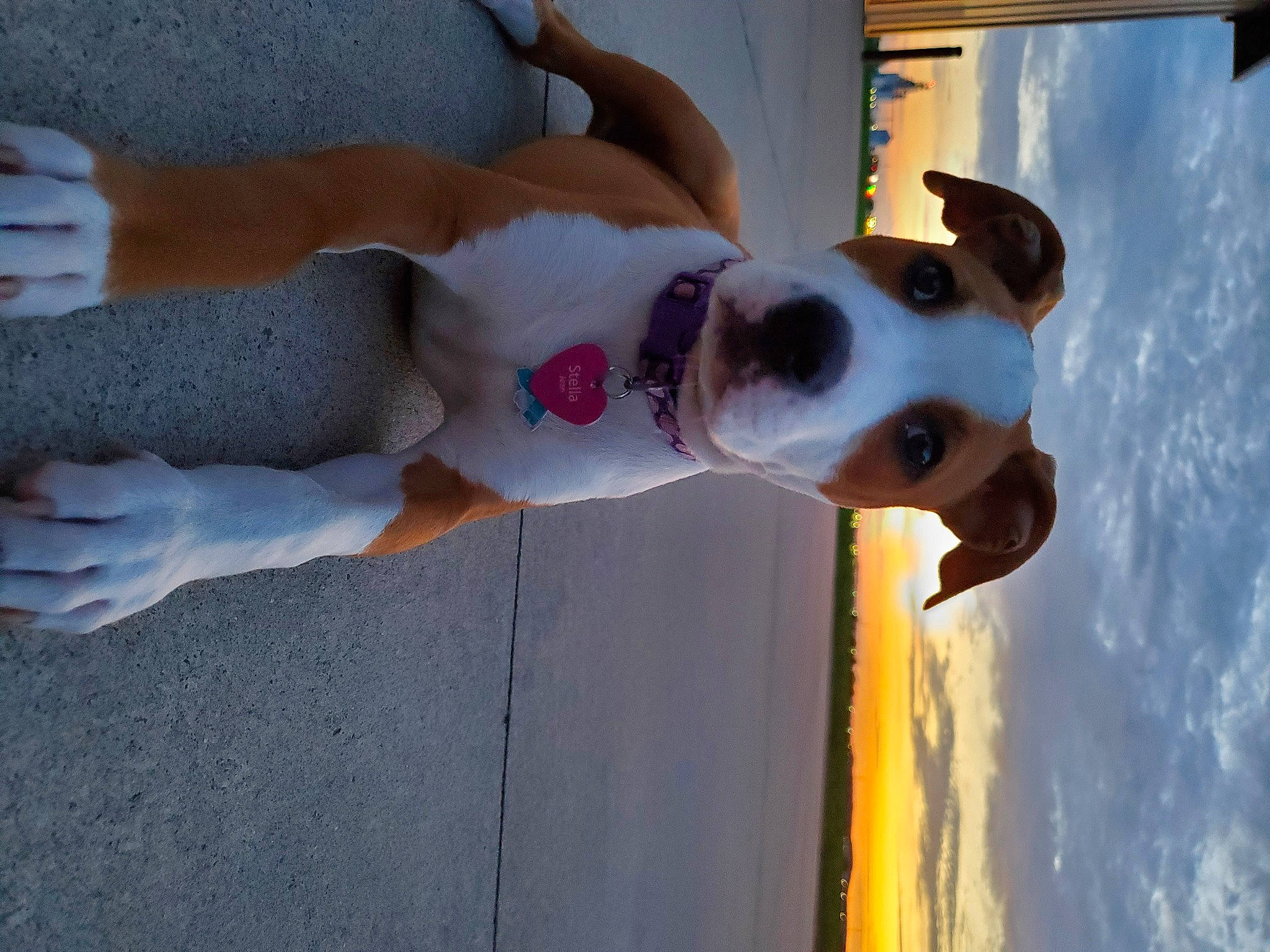 Stella Jean joined the competition — help win amazing prizes! american_bulldog, canidae, carnivore, companion_dog, dog, dog_breed, fawn, feist, non_sporting_group, snout, valley_bulldog