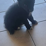 Aïko participe au concours pour gagner de l'argent avec cette photo : adorable, animal, black_fur, companion, curious, cute, dog, domestic, floor, furry, indoor, looking, paws, pet, puppy, shadow, sitting, small, tile, young