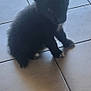 adorable, animal, black_fur, companion, curious, cute, dog, domestic, floor, furry, indoor, looking, paws, pet, puppy, shadow, sitting, small, tile, young