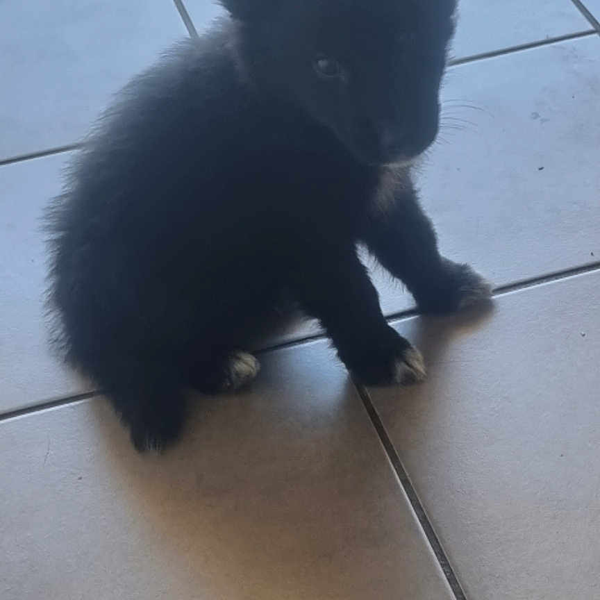 Aïko participe au concours pour gagner de l'argent avec cette photo : adorable, animal, black_fur, companion, curious, cute, dog, domestic, floor, furry, indoor, looking, paws, pet, puppy, shadow, sitting, small, tile, young