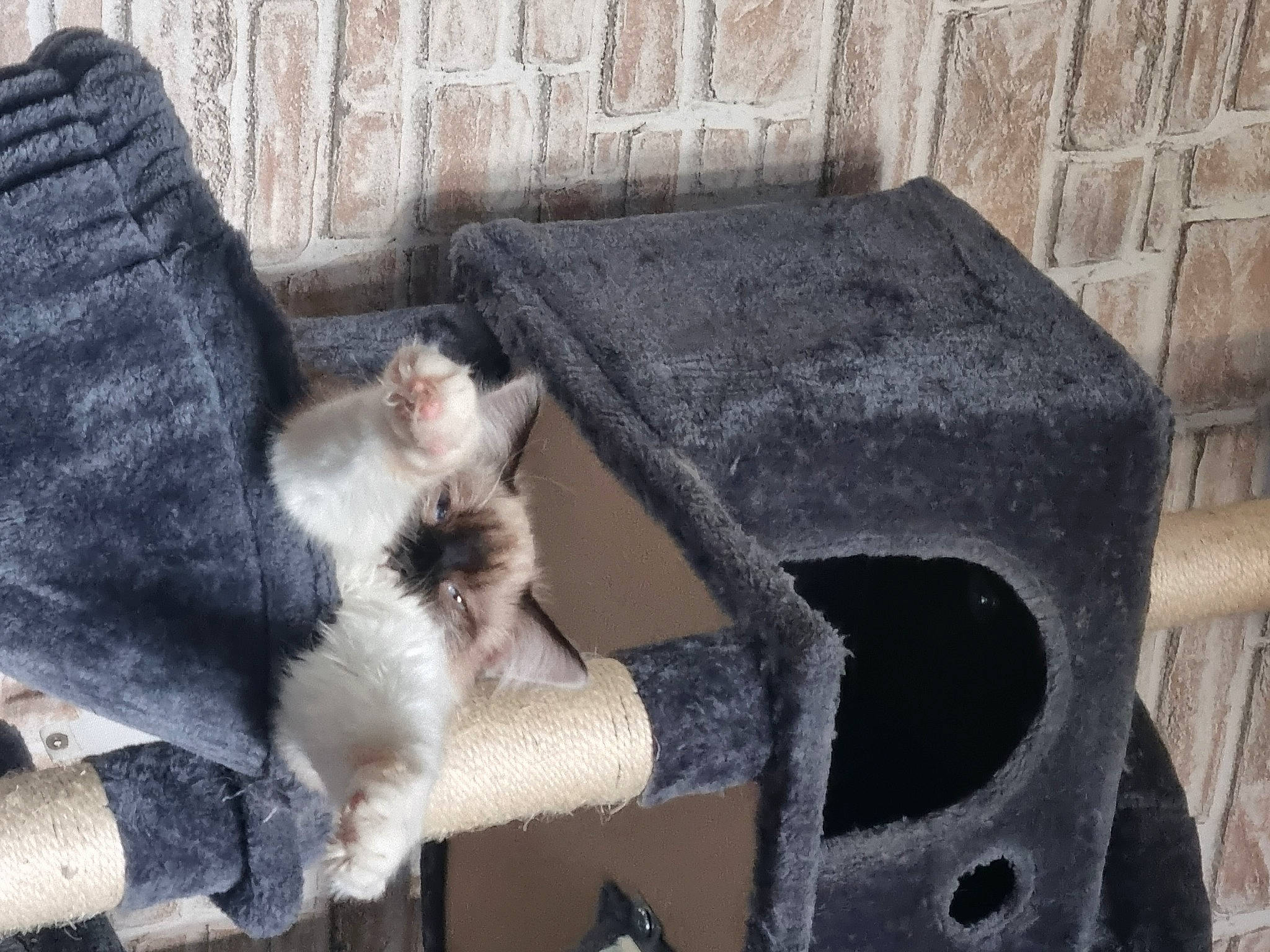 Uzio participe au concours pour gagner de l'argent avec cette photo : art, automotive_tire, canidae, carnivore, cat, cat_furniture, cat_supply, comfort, domestic_short_haired_cat, felidae, fur, gas, metal, paw, pet_supply, small_to_medium_sized_cats, snout, tail, whiskers, wood