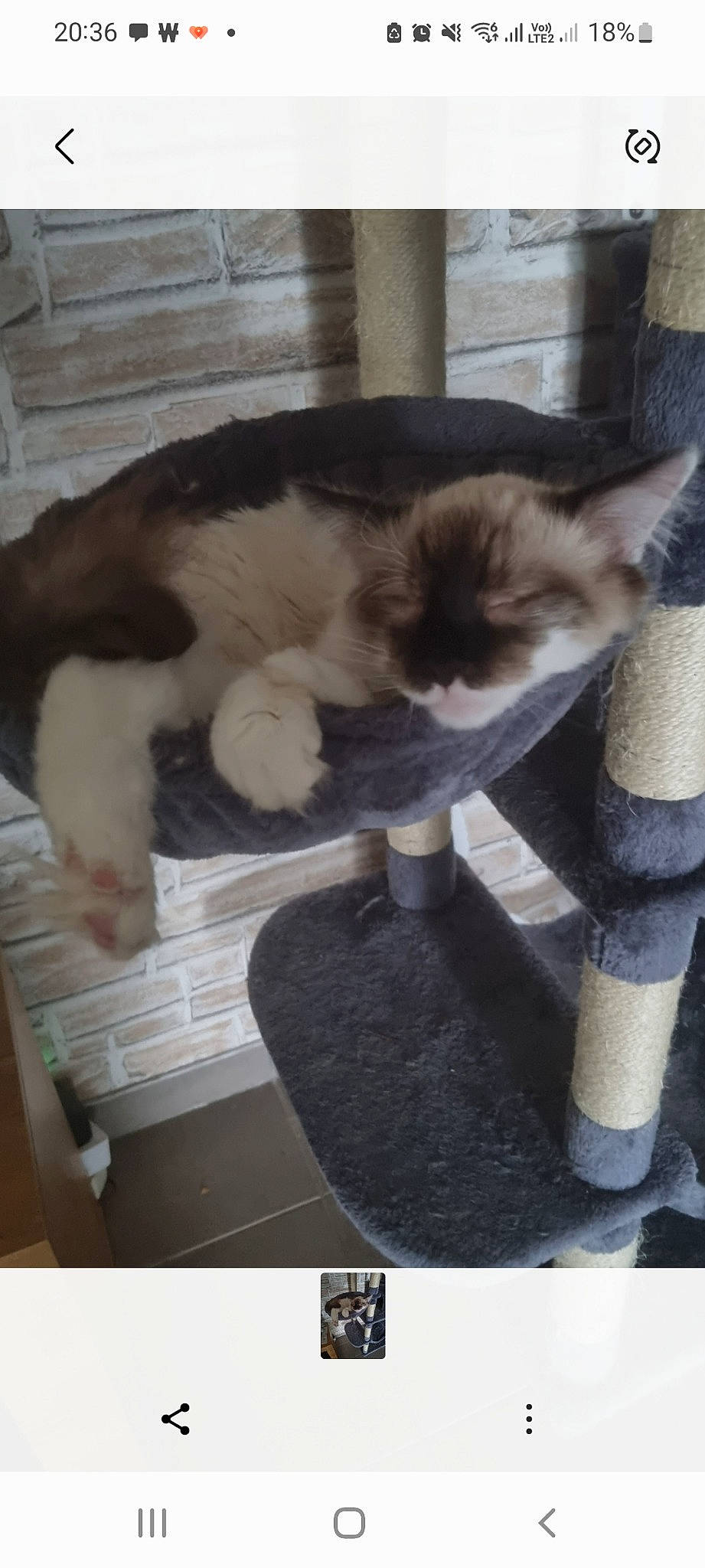 Uzio participe au concours pour gagner de l'argent avec cette photo : canidae, carnivore, cat, cat_furniture, cat_supply, claw, comfort, companion_dog, domestic_short_haired_cat, fawn, felidae, fur, nap, paw, pet_supply, photo_caption, small_to_medium_sized_cats, snout, tail, whiskers