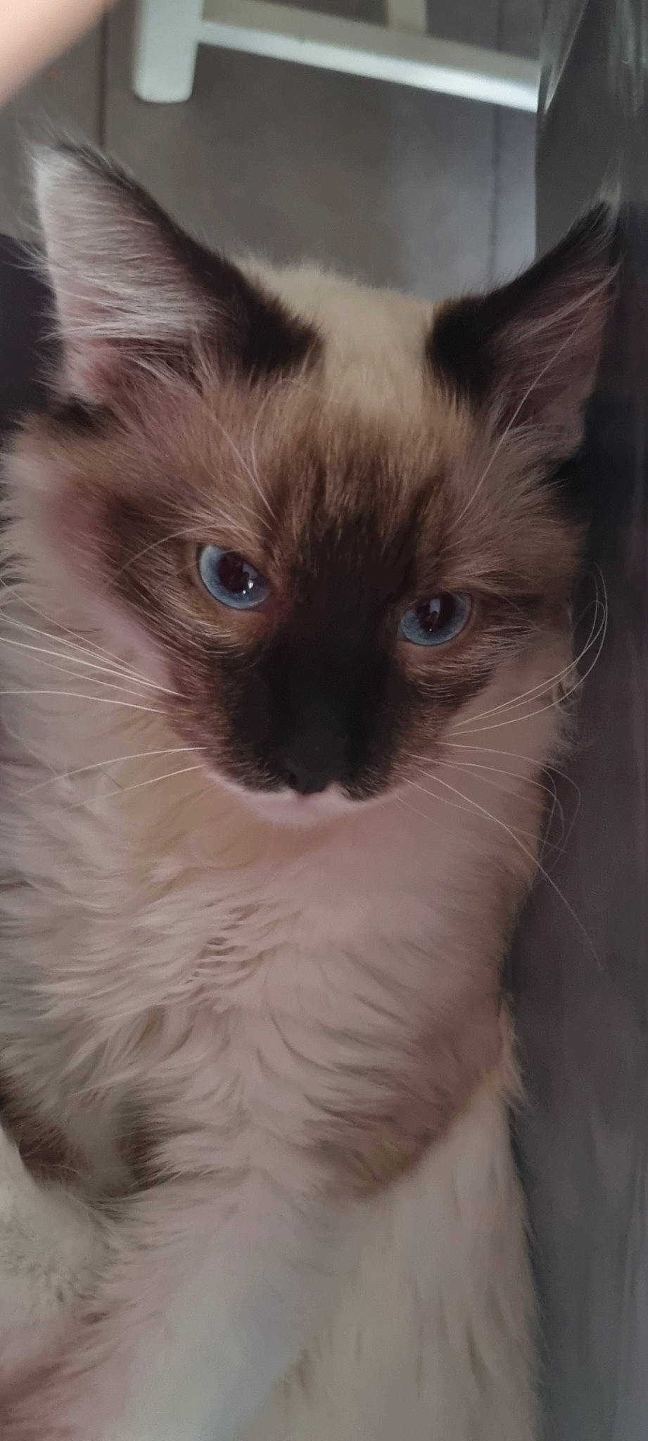 Uzio a rejoint le concours — aidez-le/la à gagner de superbes lots ! balinese, birman, carnivore, cat, electric_blue, eyelash, fawn, felidae, fur, ragdoll, siamese, small_to_medium_sized_cats, snout, terrestrial_animal, thai, whiskers