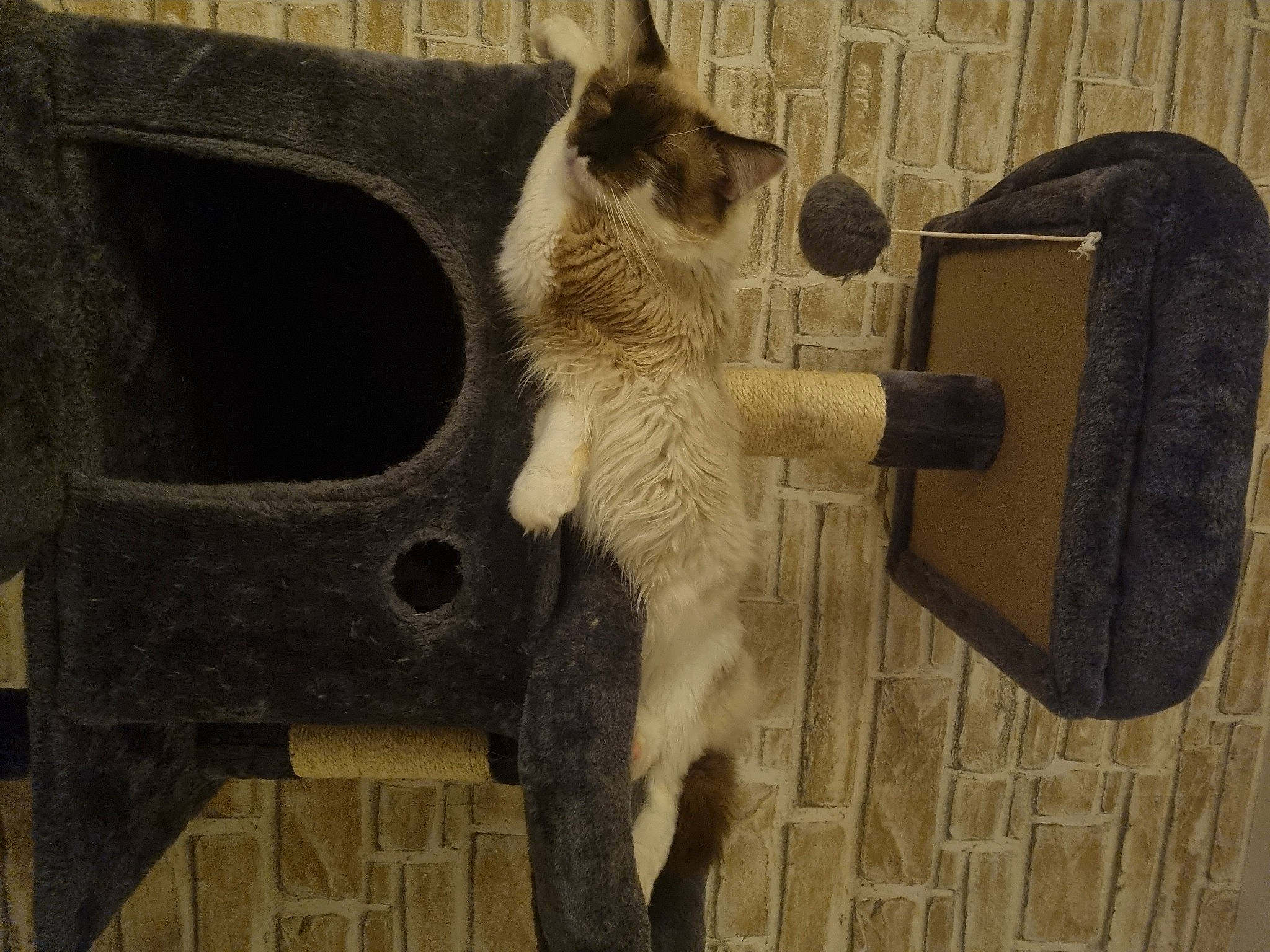 Uzio a rejoint le concours — aidez-le/la à gagner de superbes lots ! brick, carnivore, cat_supply, dog_breed, dog_supply, door, fawn, felidae, fur, metal, pet_supply, small_to_medium_sized_cats, snout, tail, terrestrial_animal, whiskers, wood, working_animal