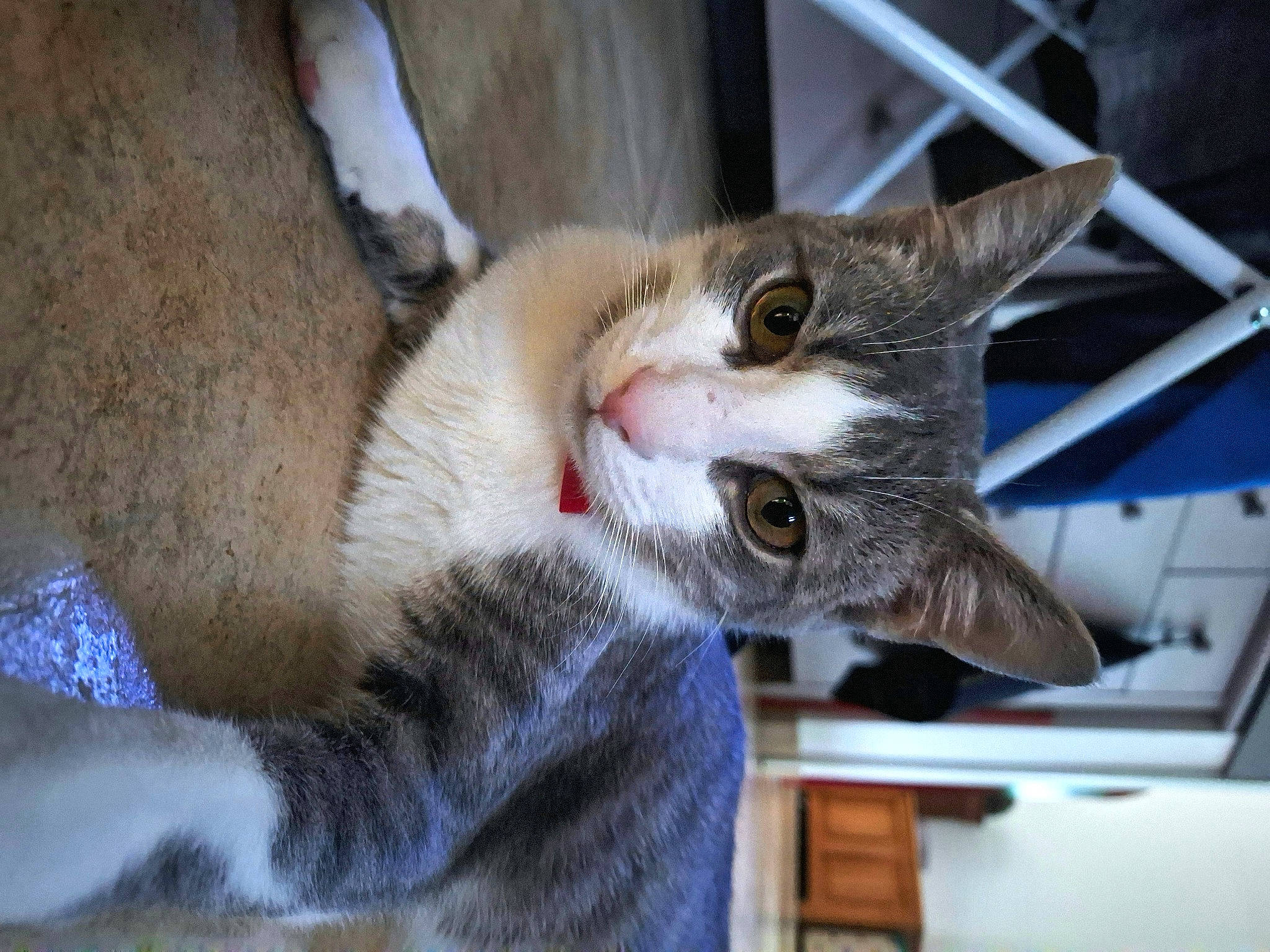 Carlos participe au concours pour gagner de l'argent avec cette photo : carnivore, cat, cat_supply, claw, collar, domestic_short_haired_cat, felidae, fur, paw, small_to_medium_sized_cats, snout, tail, whiskers