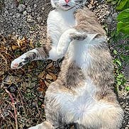 Carlos participe au concours pour gagner de l'argent avec cette photo : cat, gray_cat, white_cat, animal, pet, feline, lying_down, belly_up, outdoor, garden, ground, gravel, leaves, plants, whiskers, green_eyes, pink_nose, fur, paws, sunlight
