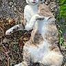 cat, gray_cat, white_cat, animal, pet, feline, lying_down, belly_up, outdoor, garden, ground, gravel, leaves, plants, whiskers, green_eyes, pink_nose, fur, paws, sunlight