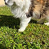 Madame a rejoint le concours — aidez-le/la à gagner de superbes lots ! cat, calico_cat, fluffy, long_hair, whiskers, ears, green_grass, lawn, outdoor, sunlight, garden, house, animal, pet, walking, standing, portrait, close_up, colorful_fur, nature